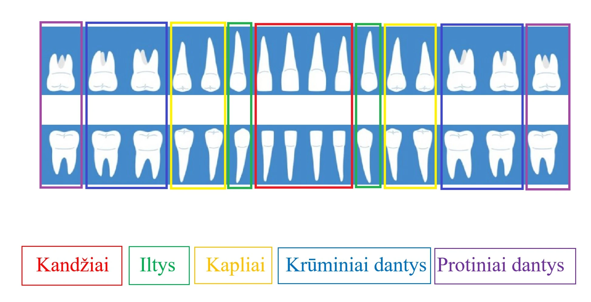 Dantų-šalinimas-_rovimas_-odontologijos-klinika-city-dent